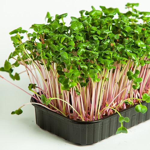 A shallow seed tray containing sprouted leaves of cress.