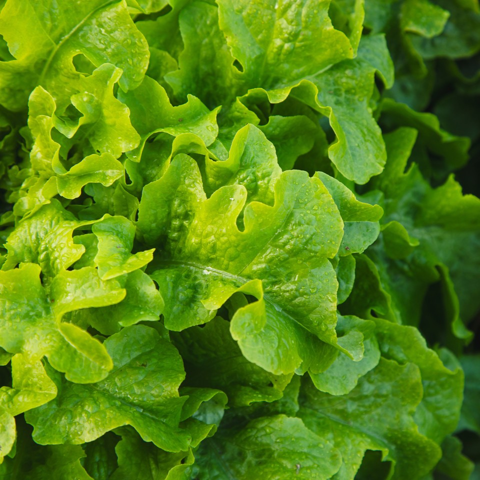 Grow Your Own Smoky, Spicy Summer Salad Bowl for Match Day