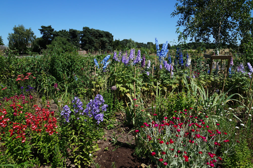 Creating a Wildflower Meadow in Your Garden