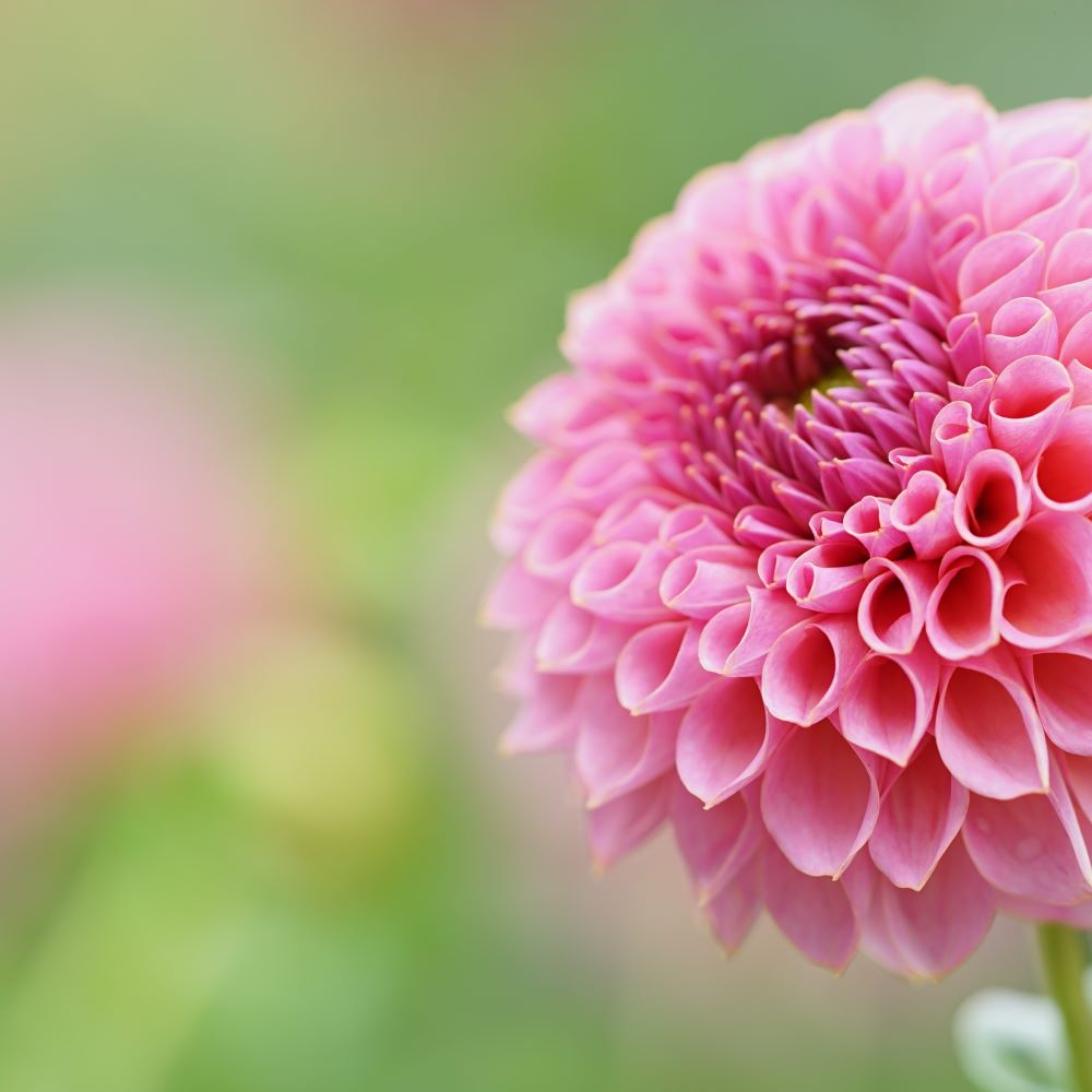 How to Grow Dahlias