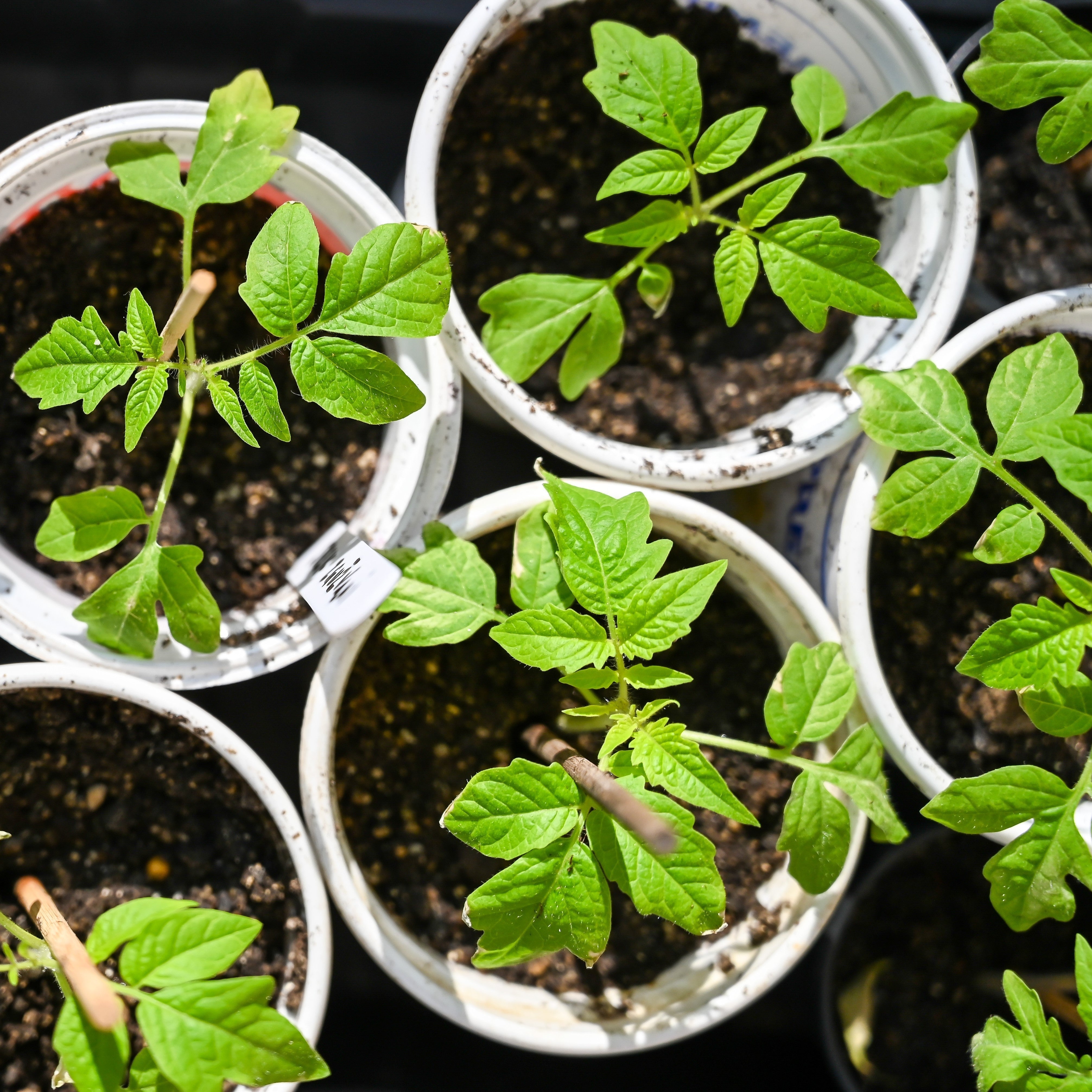 March Gardening Jobs