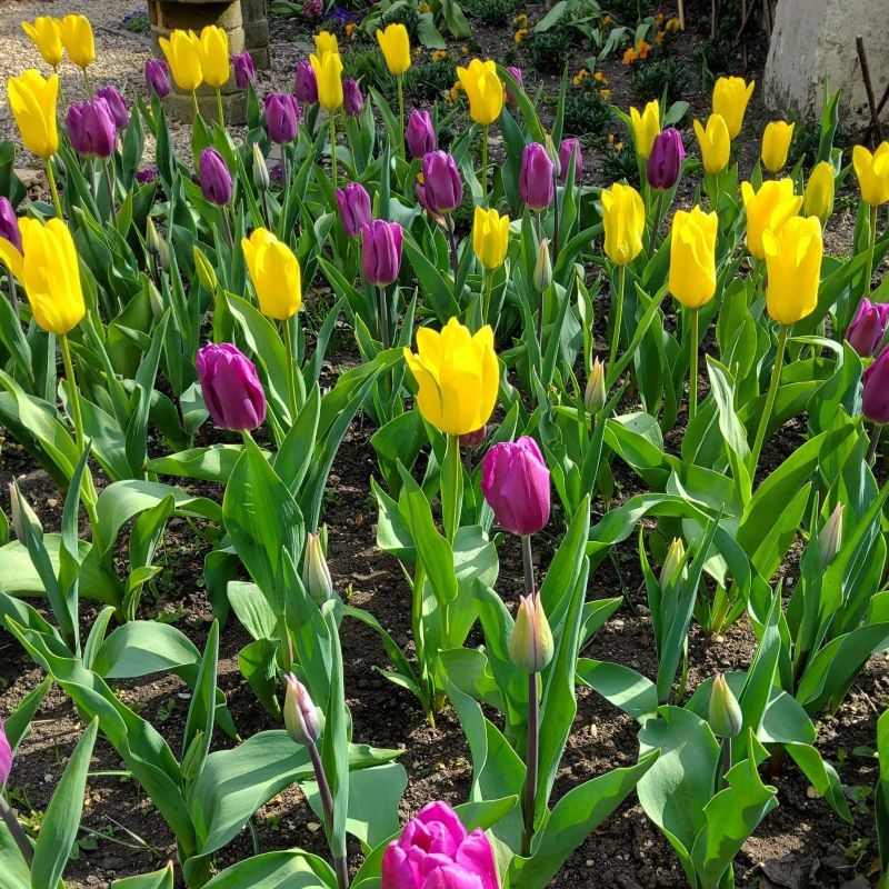 What to Do with Spring Bulbs After Flowering