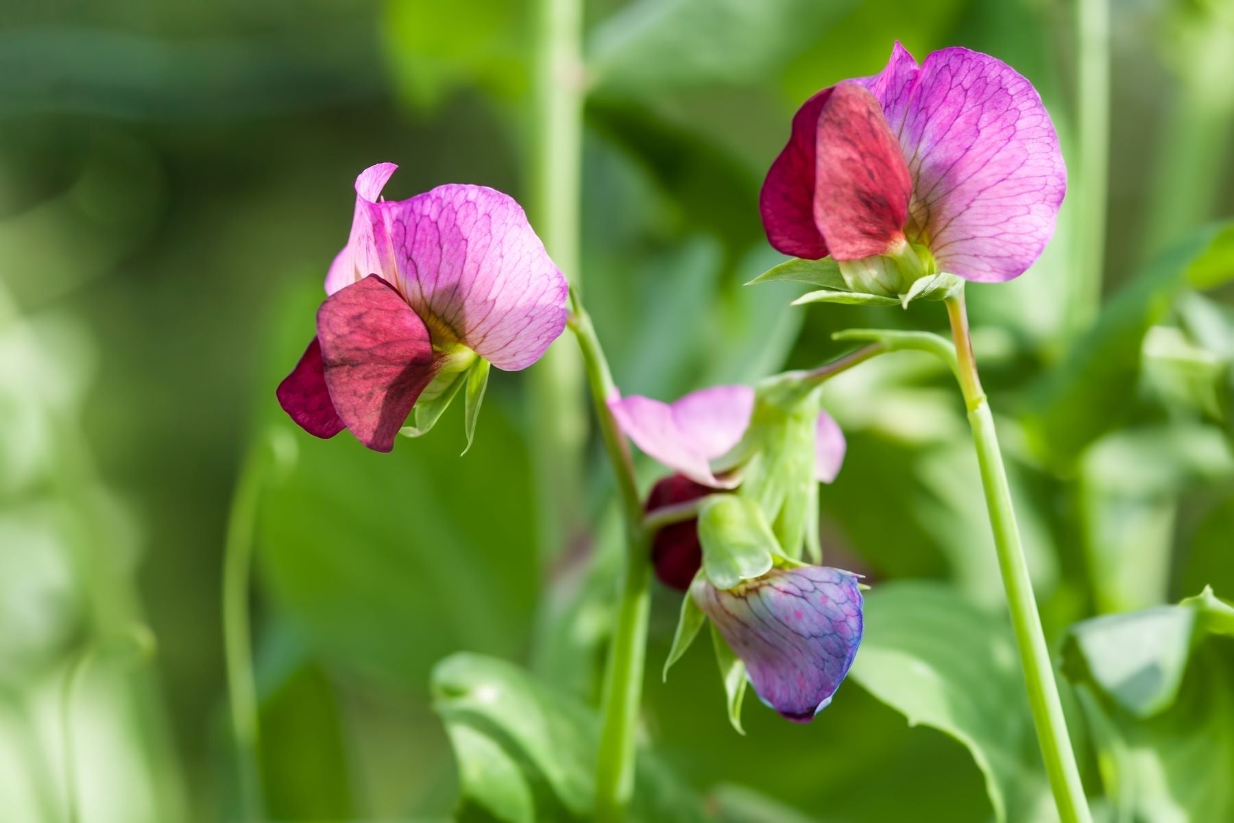 New Varieties of Old-Fashioned Flowers