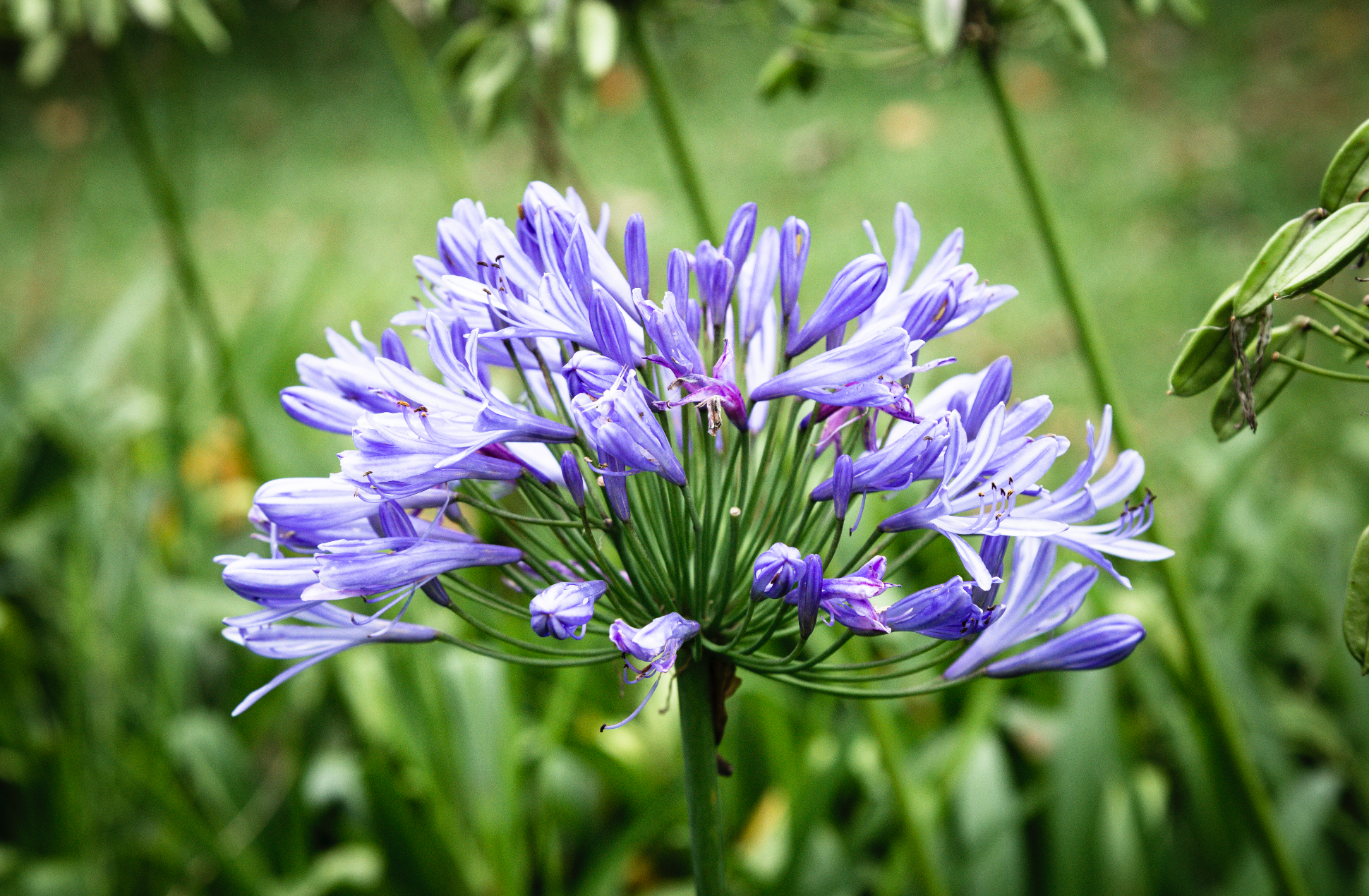 How to Grow Camassia