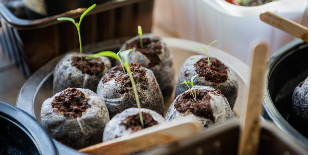 Seeds to sow by month