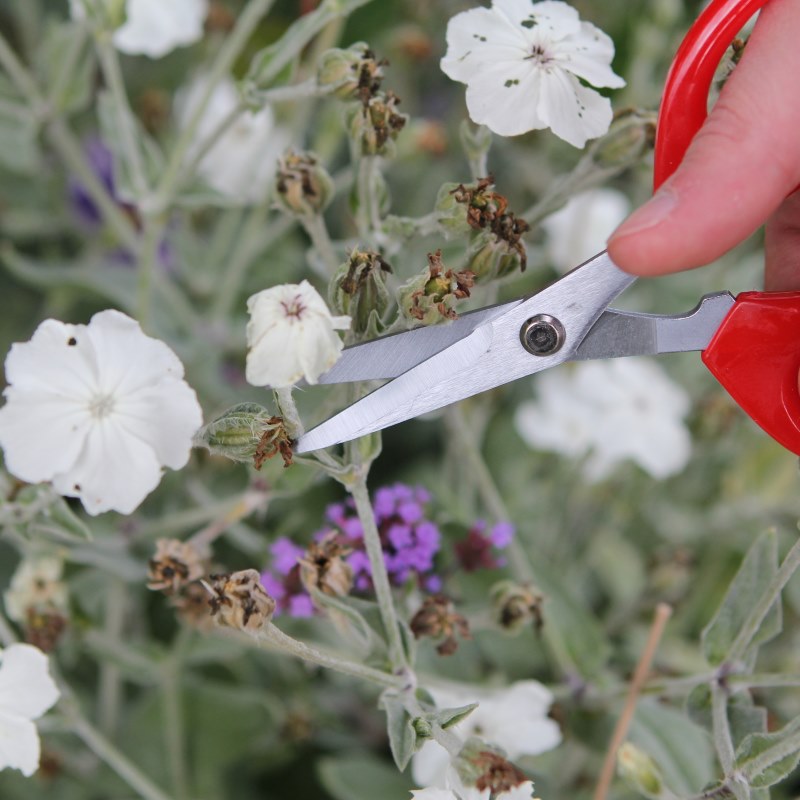 How Do You Deadhead Flowers?