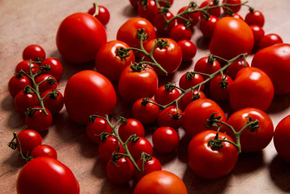 How to Grow Tomatoes from Seeds