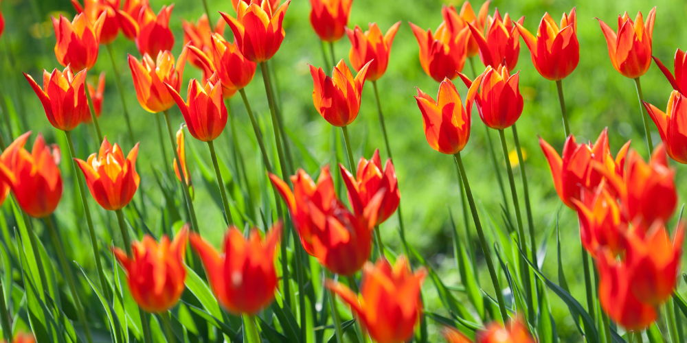 How to grow Tulips