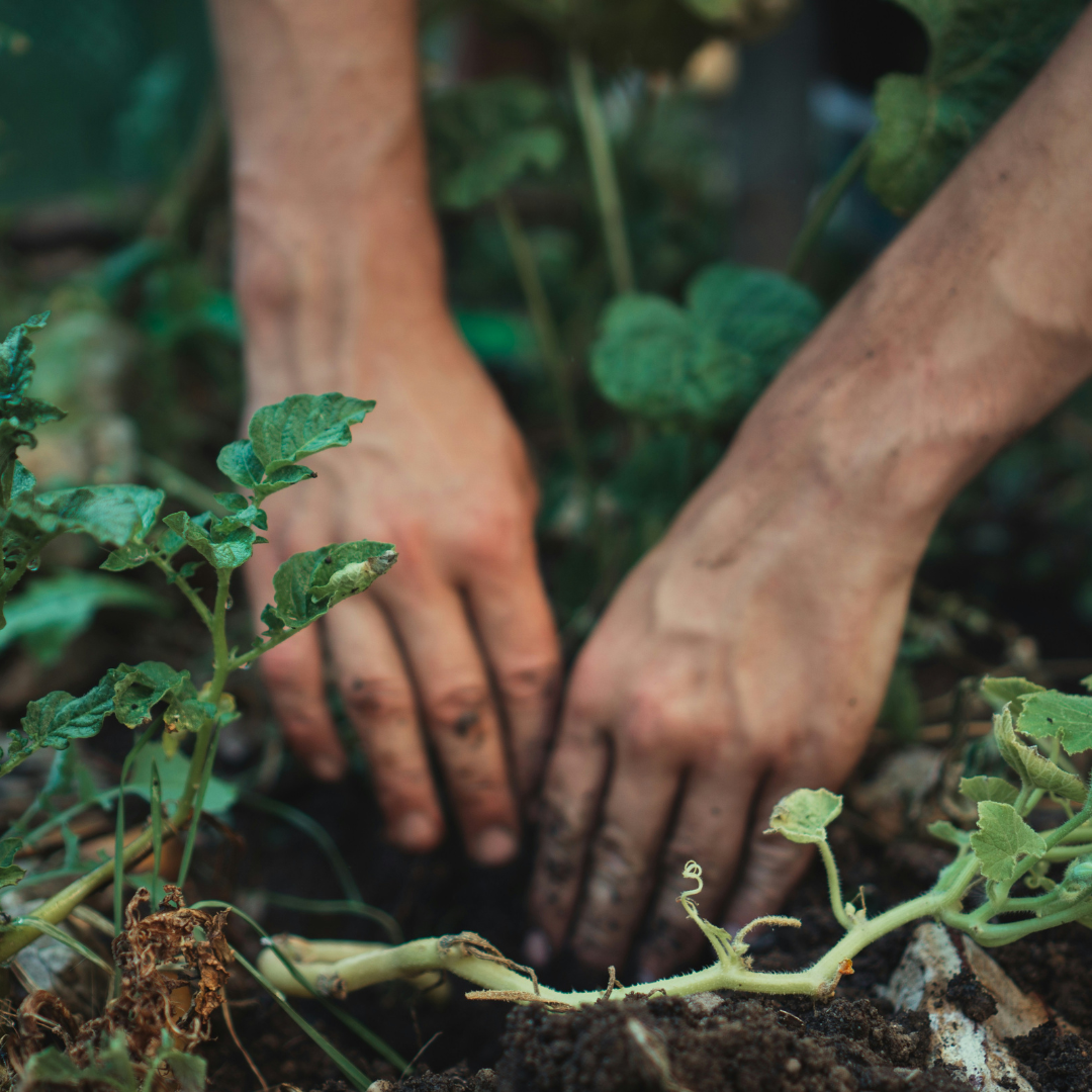 hands in healthy soil with foliage