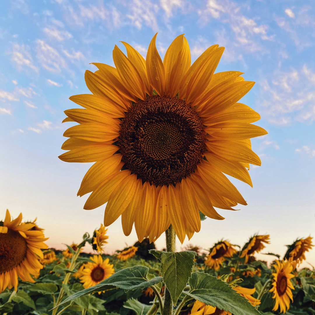 How to Grow Sunflowers (Helianthus)