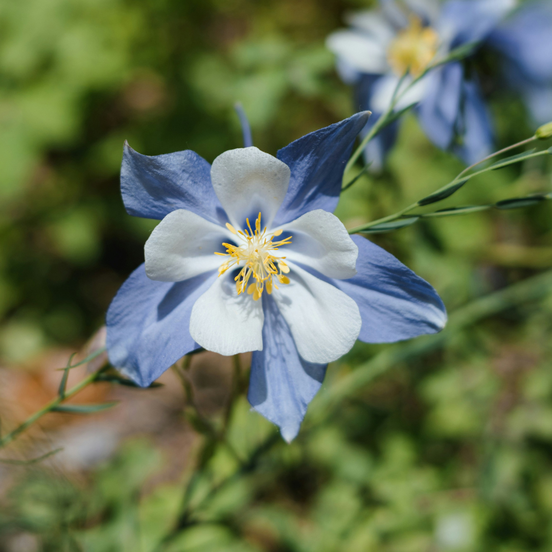 How to Grow Columbines