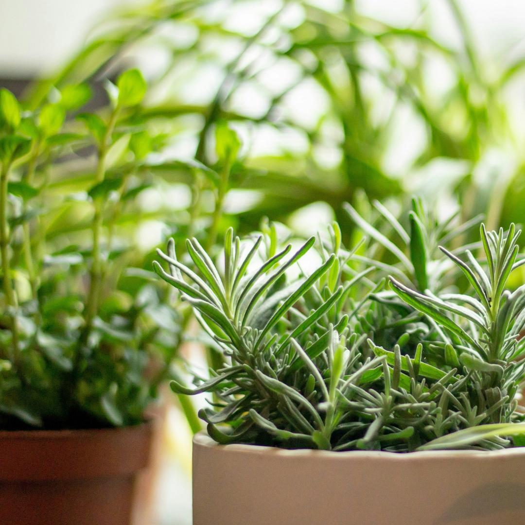 Herb Garden Ideas