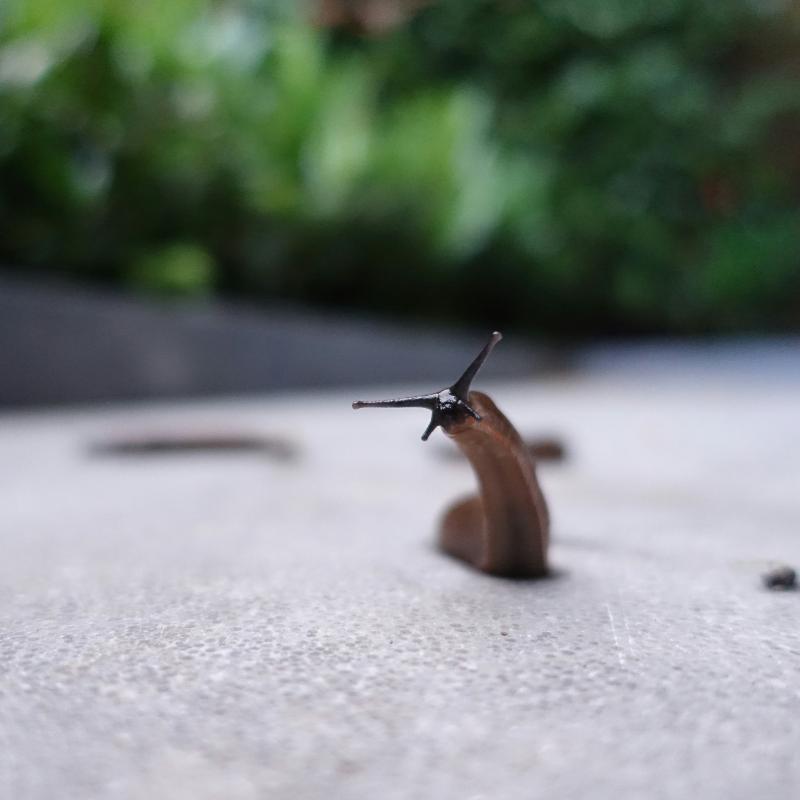 How to Get Rid of Slugs