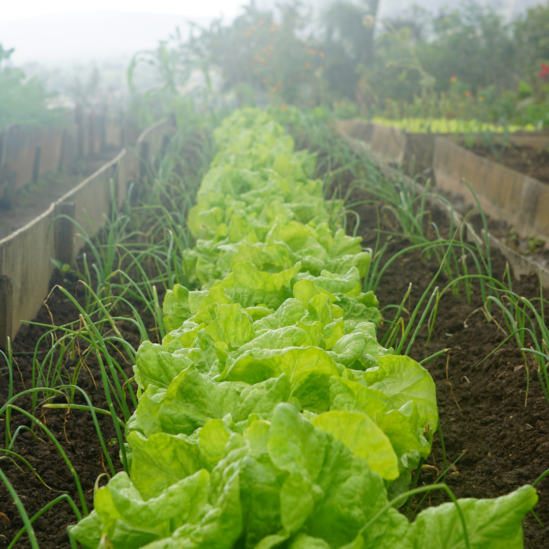 How to Grow Lettuce