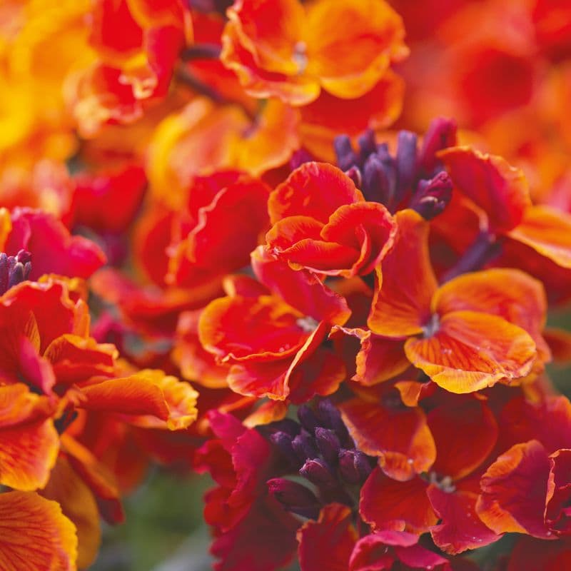 How to Grow Wallflowers