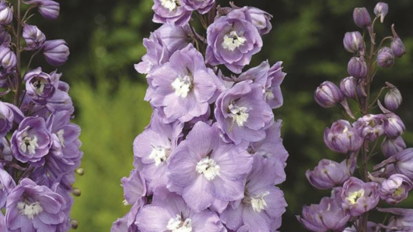 How to Grow Delphiniums