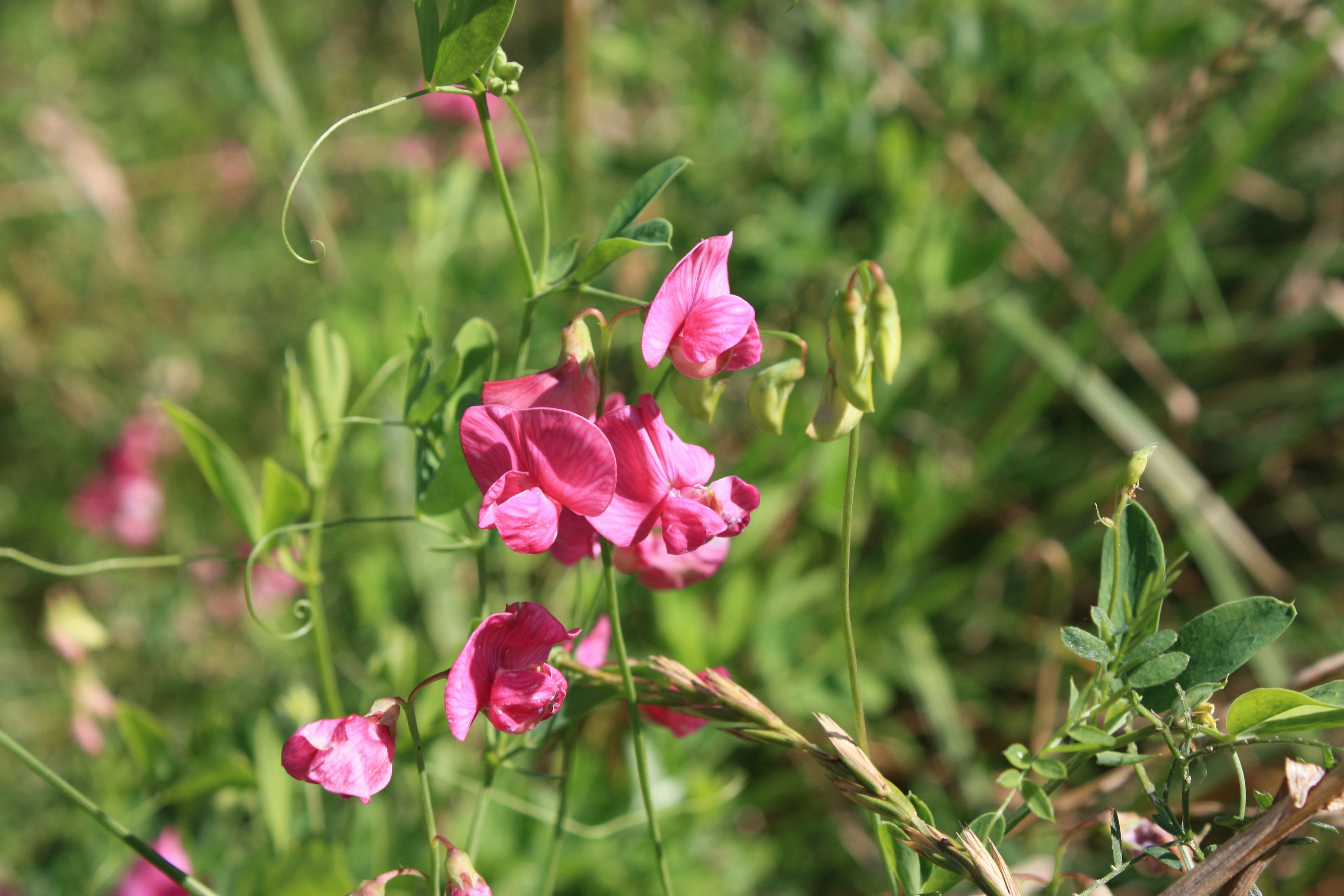 How to Grow Sweet Peas