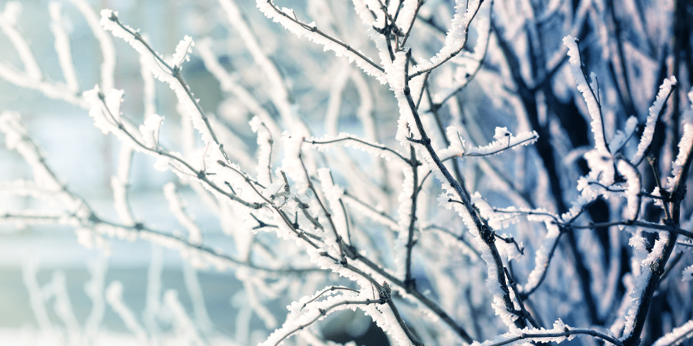 What to do in the garden - January