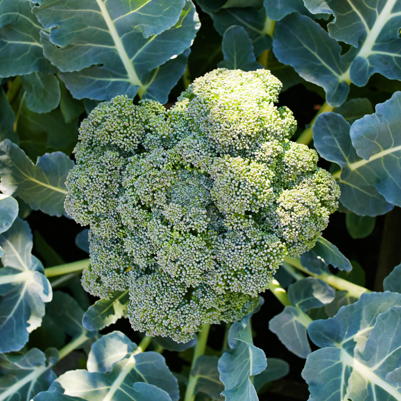 Fothergill's Growing Guide: Broccoli