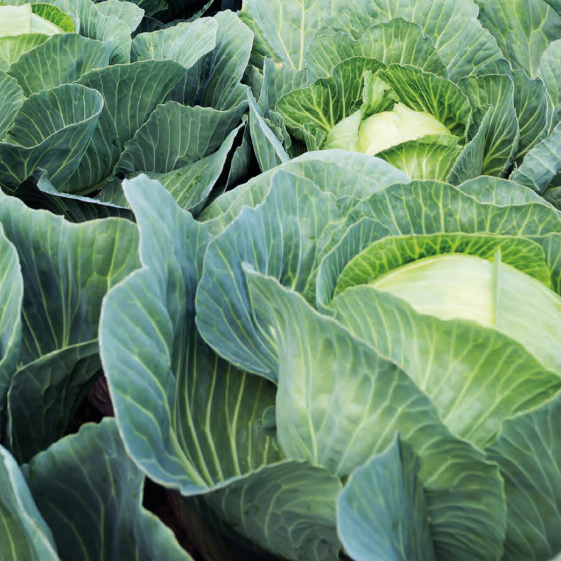 Fothergill's Growing Guide: Cabbages