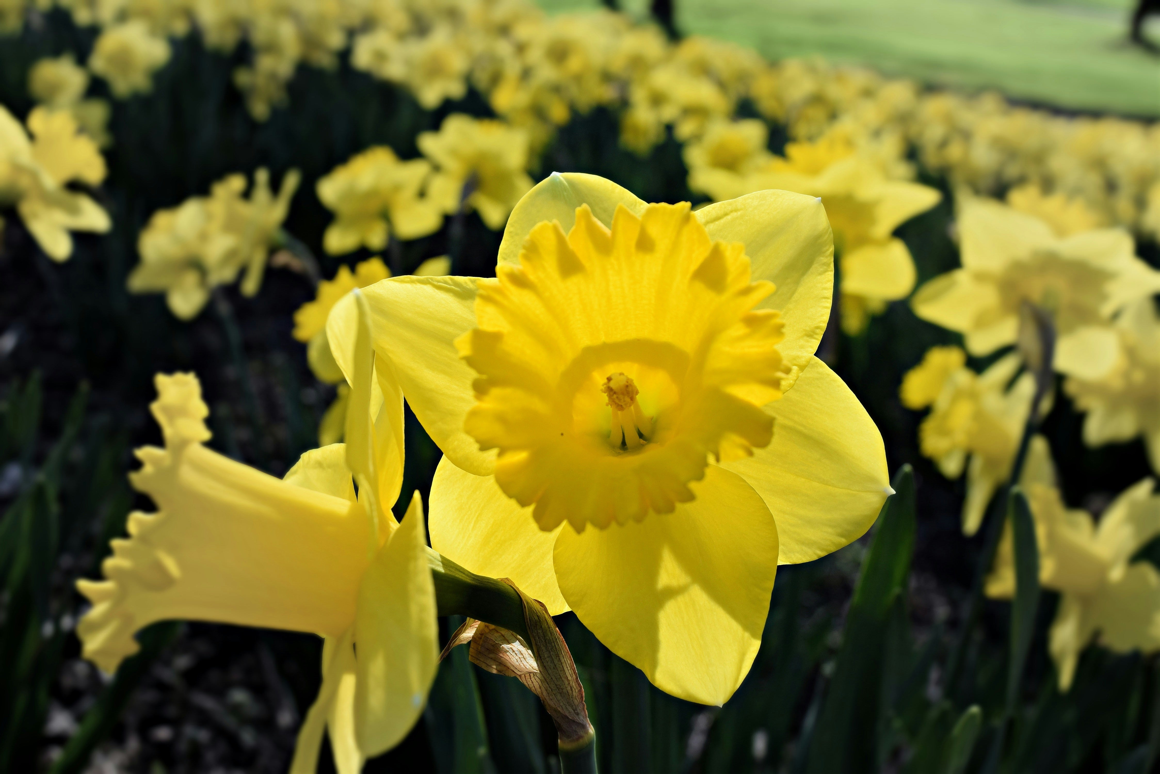 How to Grow Daffodils