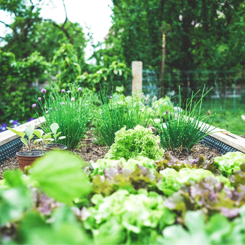 Understanding Types of Plants and Seeds