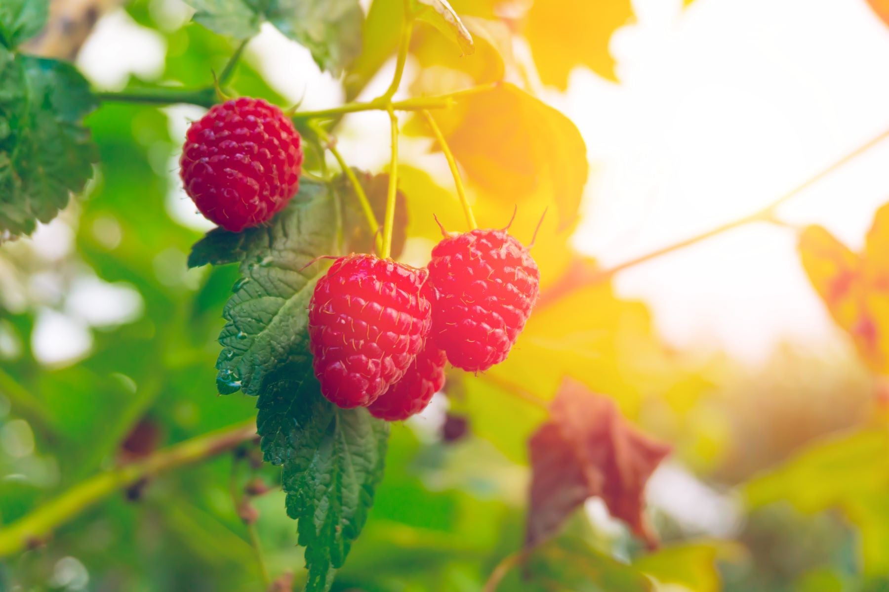 How To Grow and Look After Raspberries