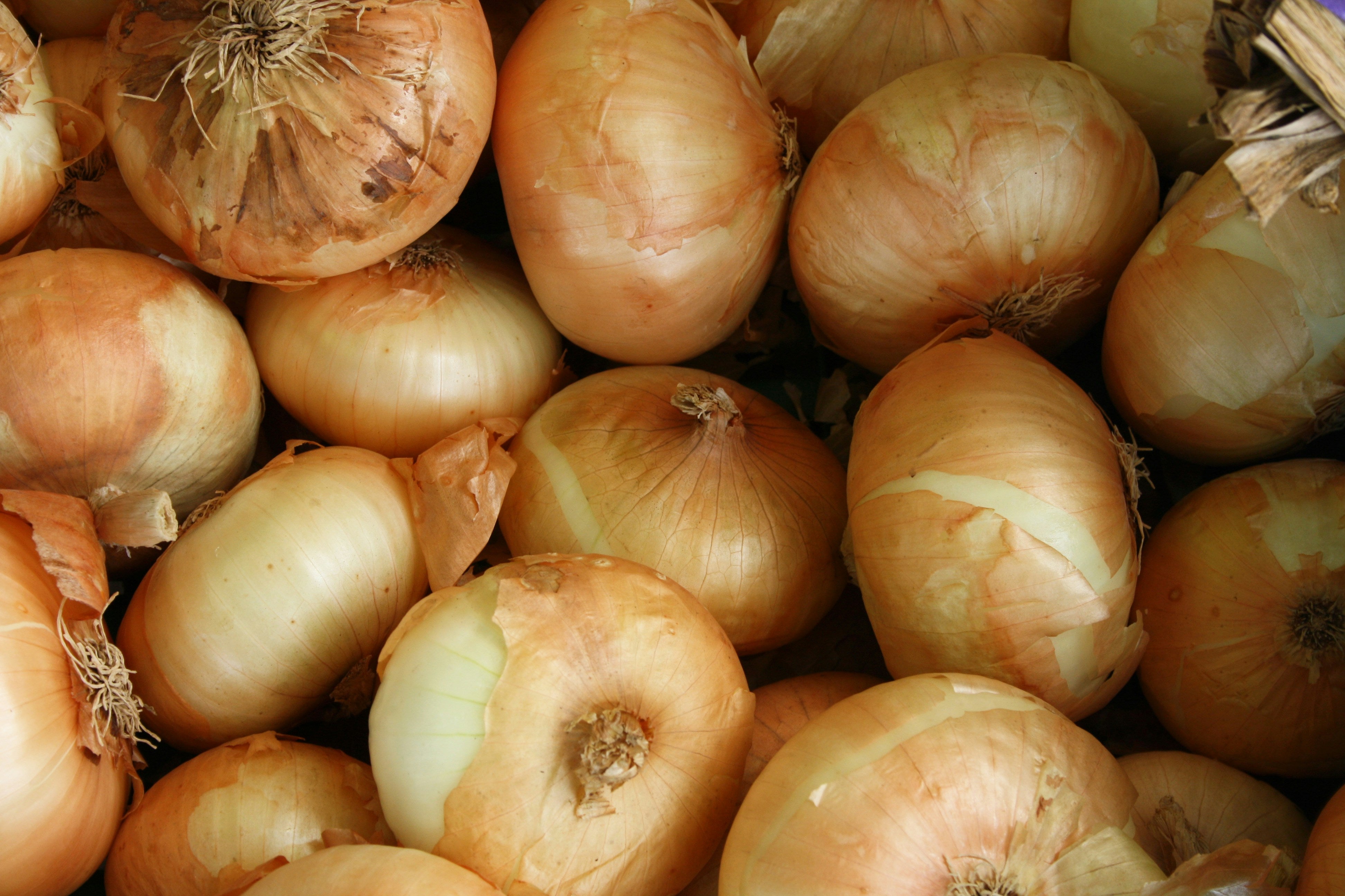 Growing Onions from Sowing to Harvest