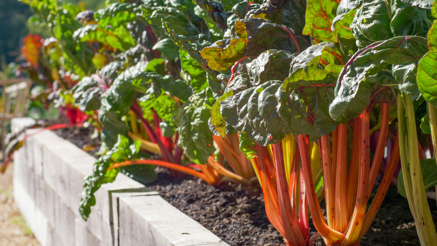 How to Grow Rhubarb Crowns