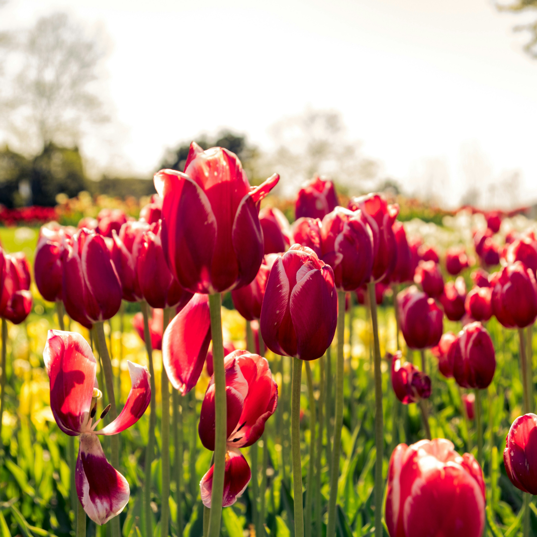 How to Stop Tulips Drooping