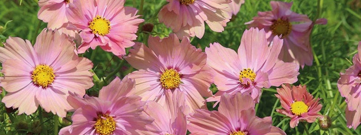Pink flowers with yellow centers on a green background