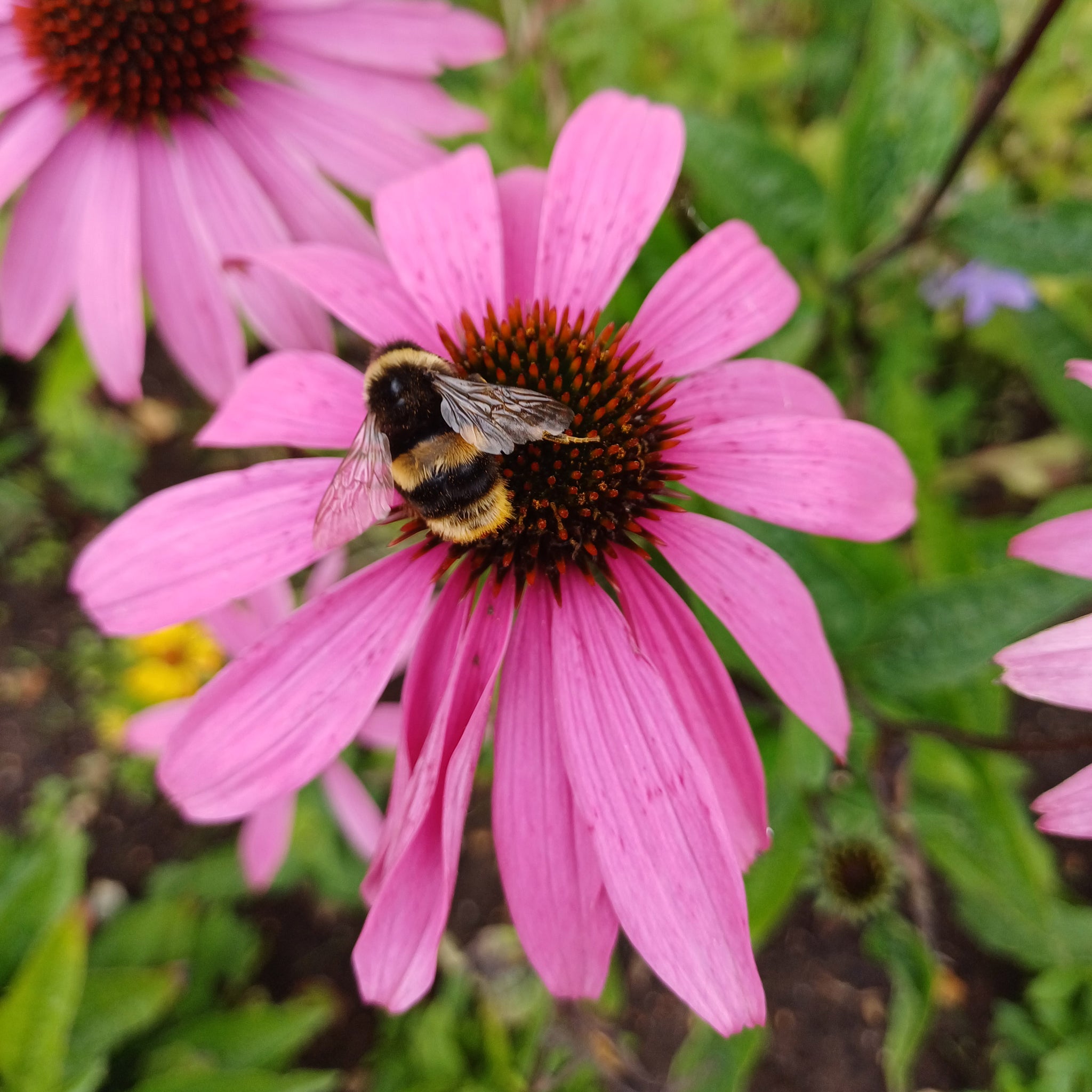 Wildlife Garden Wildlife Friendly Garden Mr Fothergill's