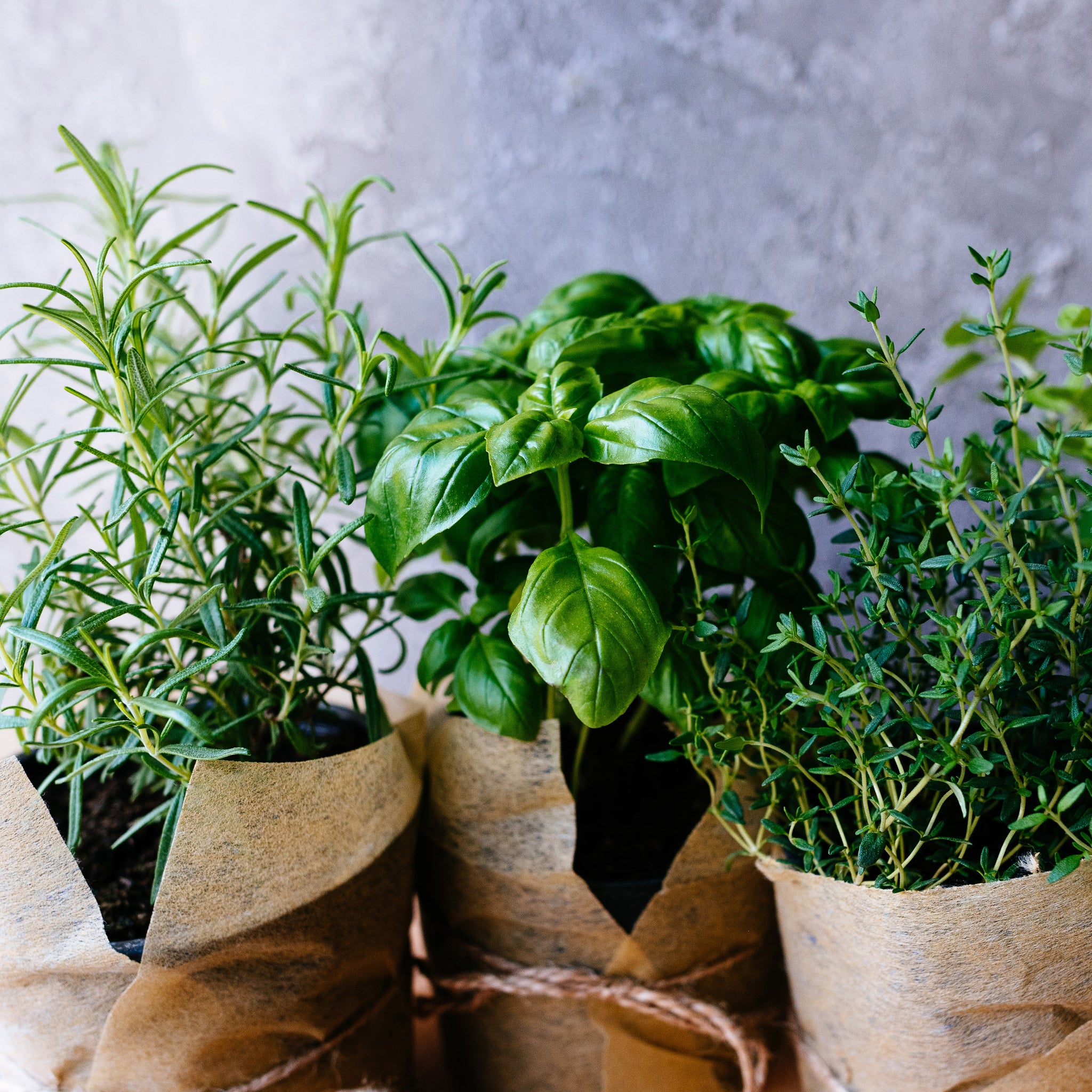 Herbs | Buy Herbs | Mr Fothergill's