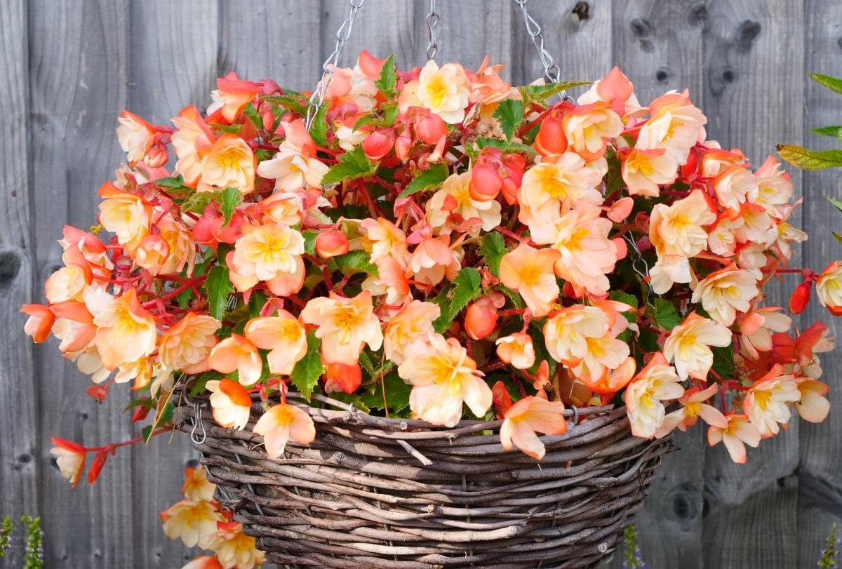 Begonia Plants