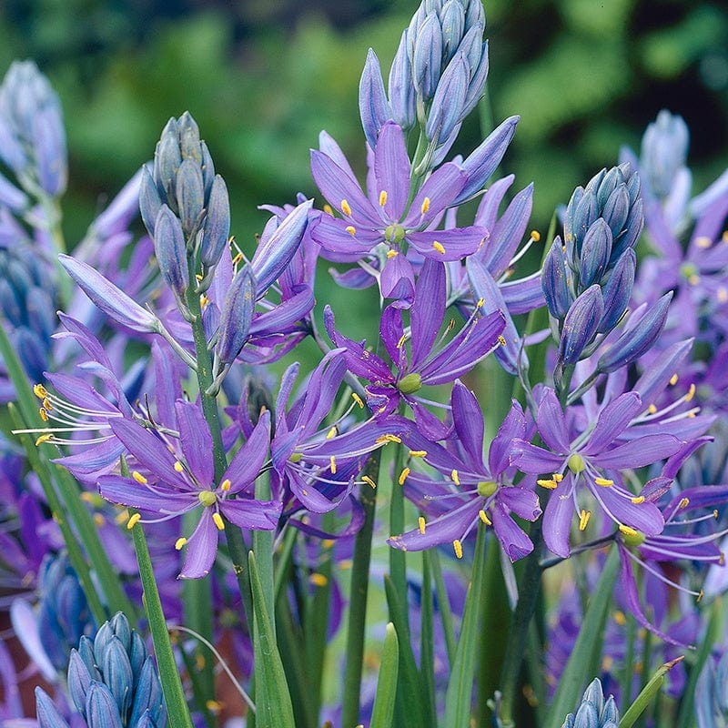 Camassia Bulbs