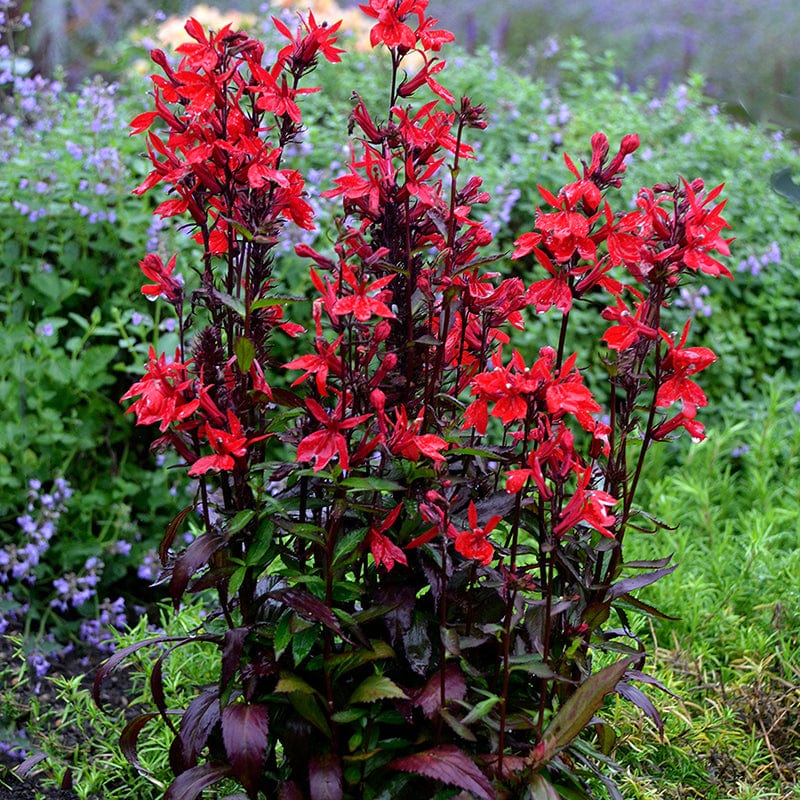 Lobelia Seeds