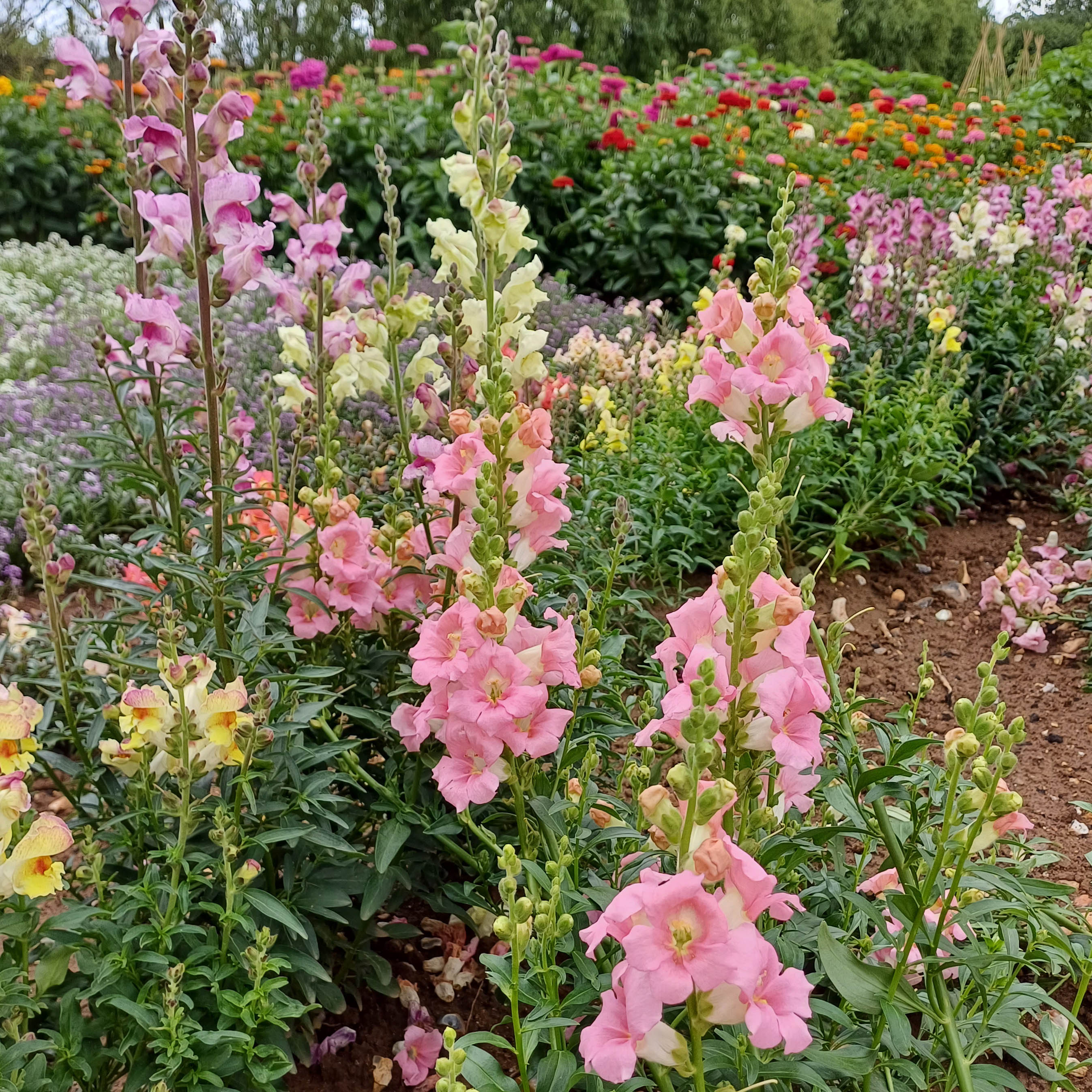 Half Hardy Perennials