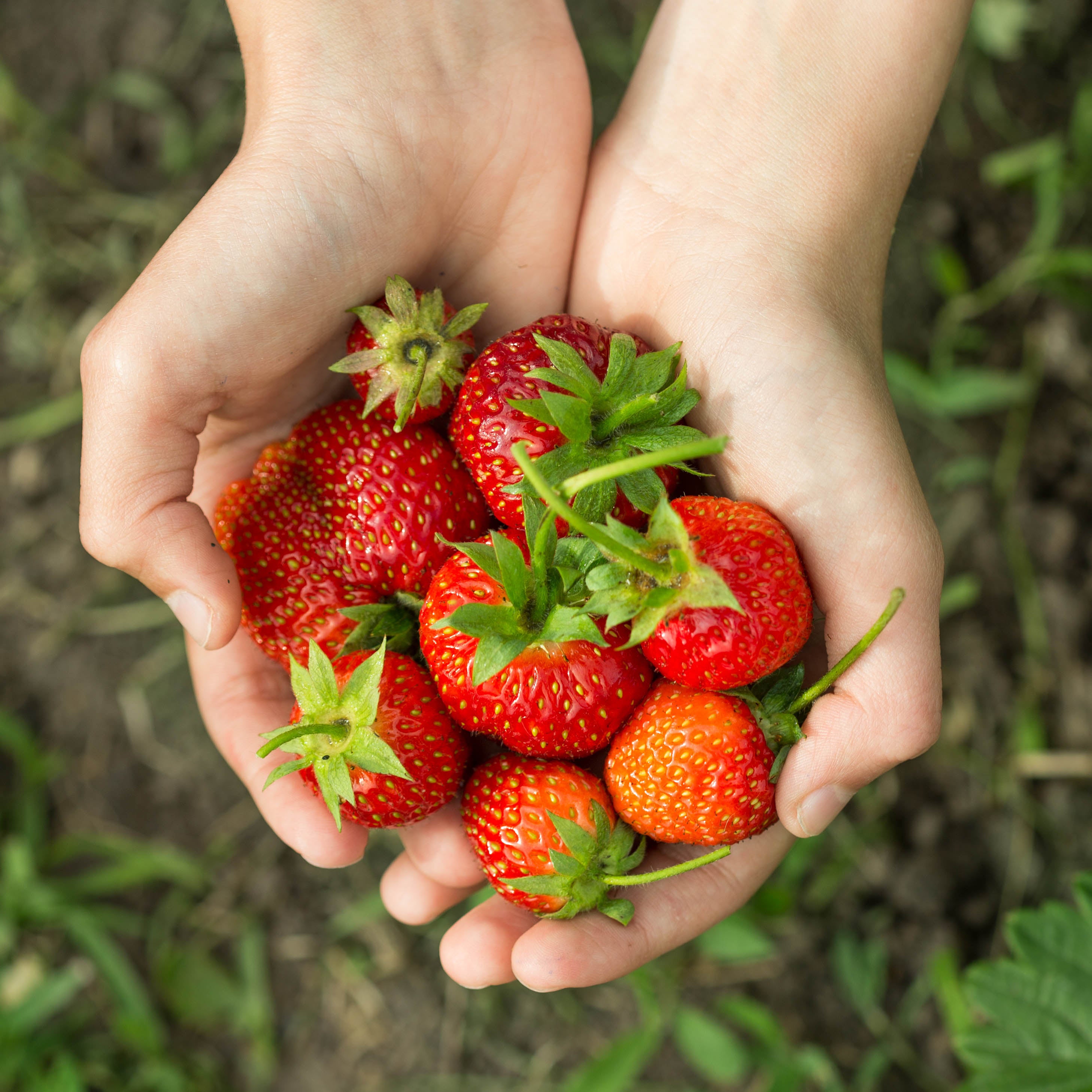 Strawberry Plants & Seeds