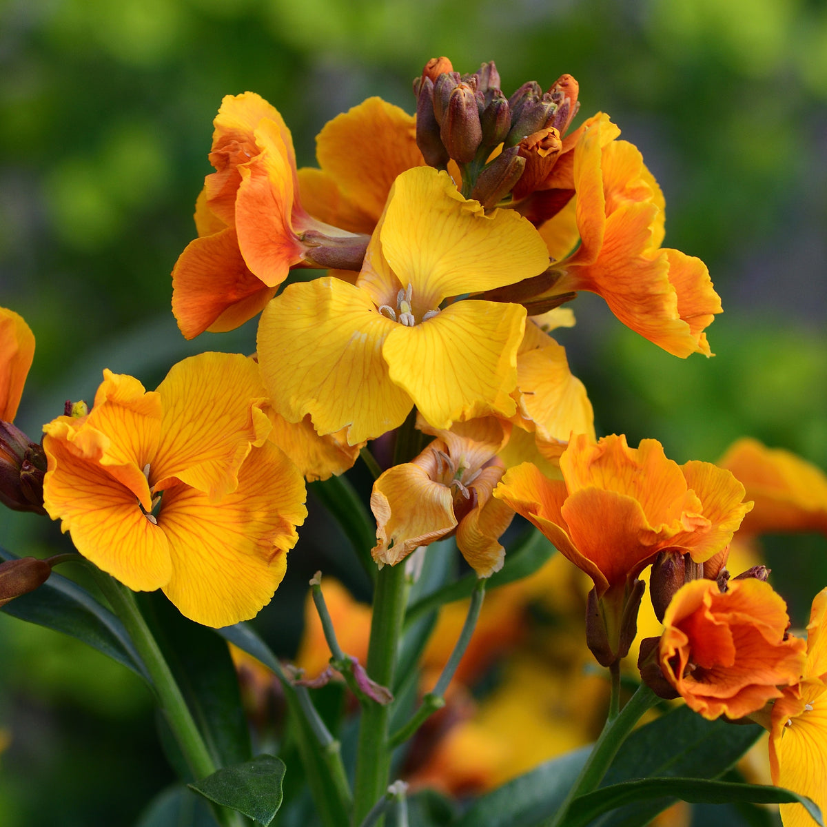 Wallflower Seeds | Fothergill’s