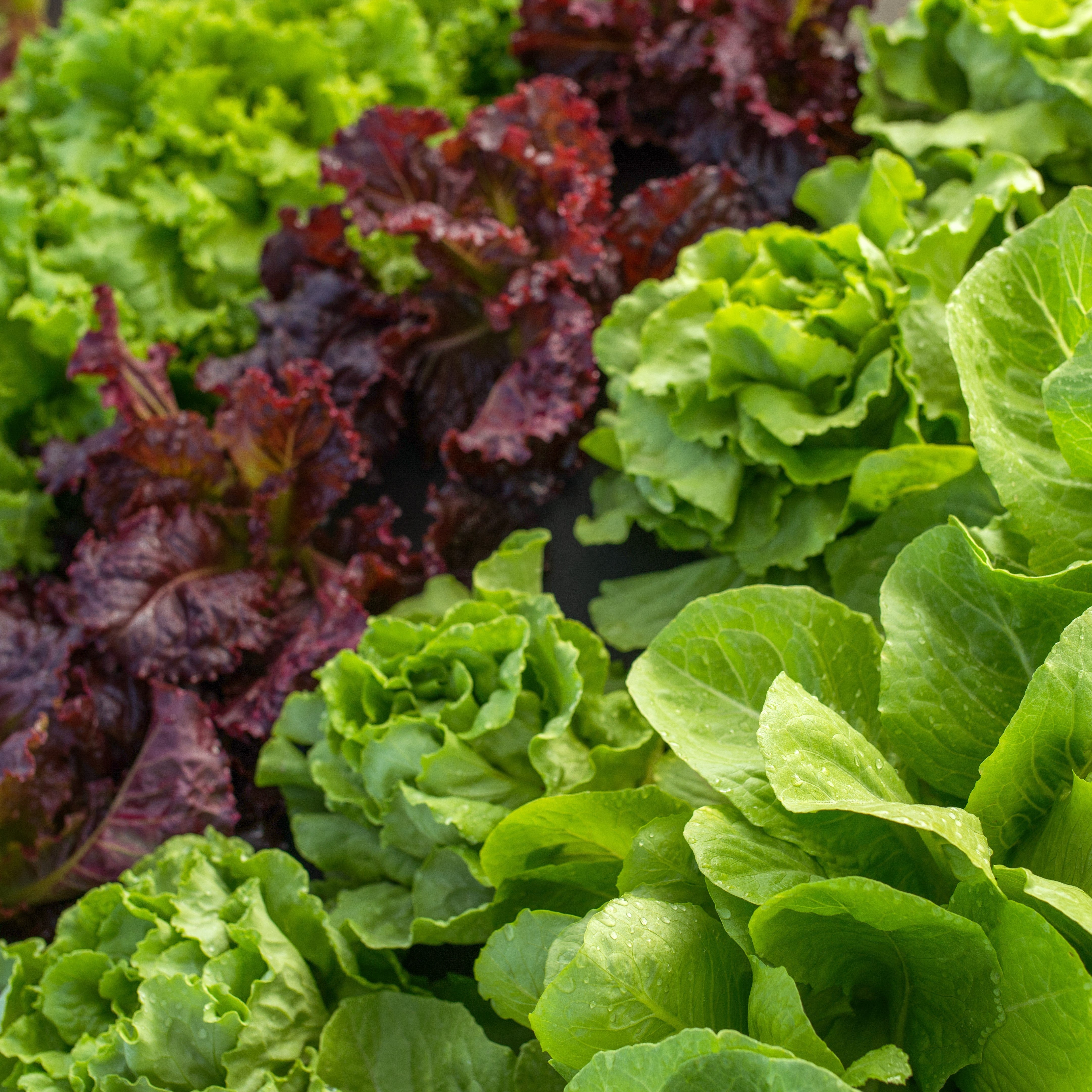 Lettuce Seeds