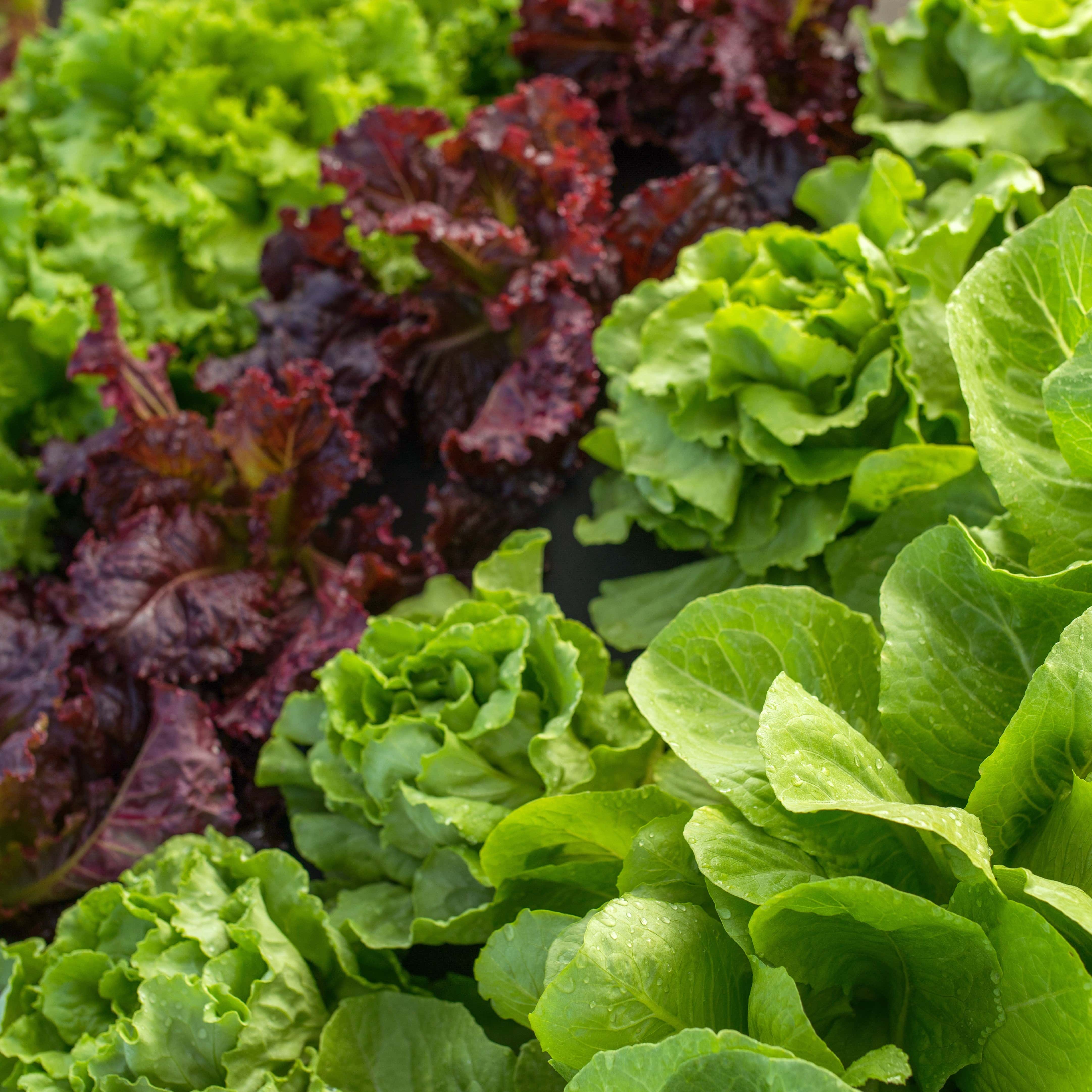 Vegetables to Plant in February