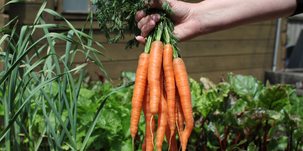 Companion Planting: Growing in Harmony