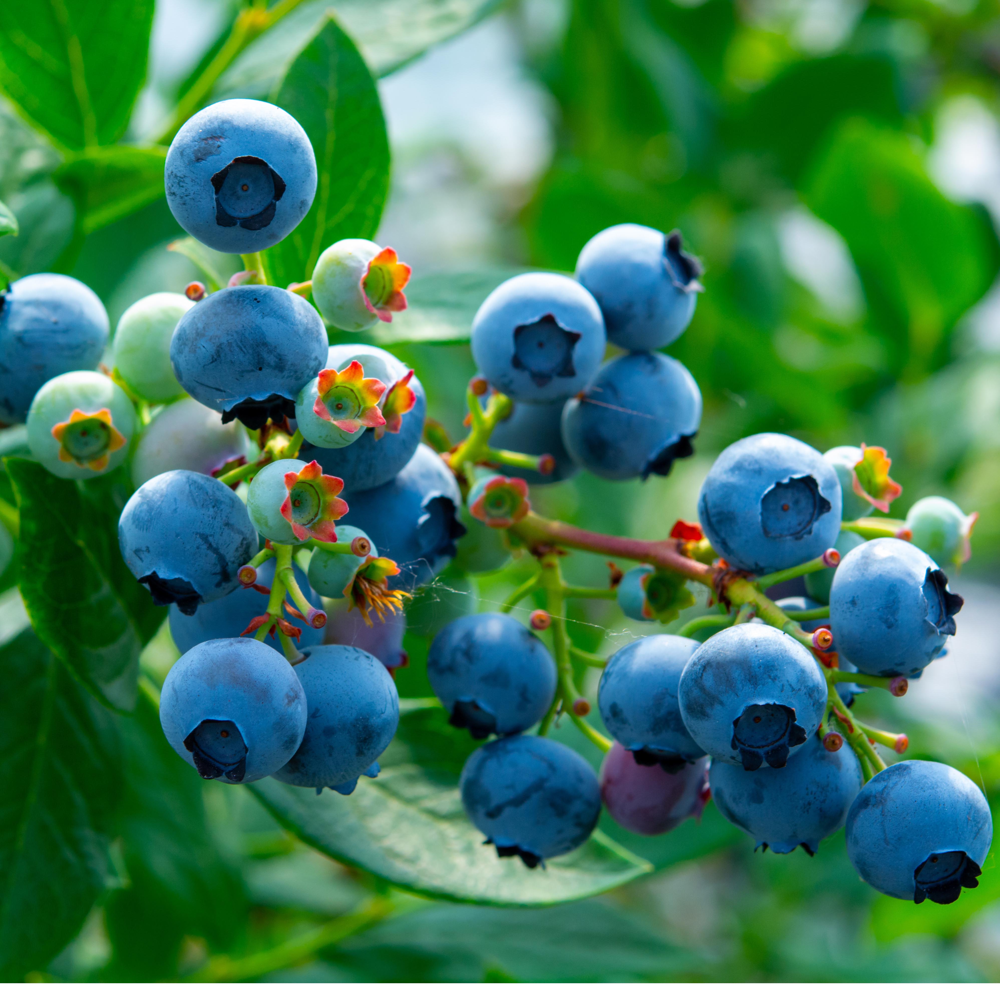 Fruit plants