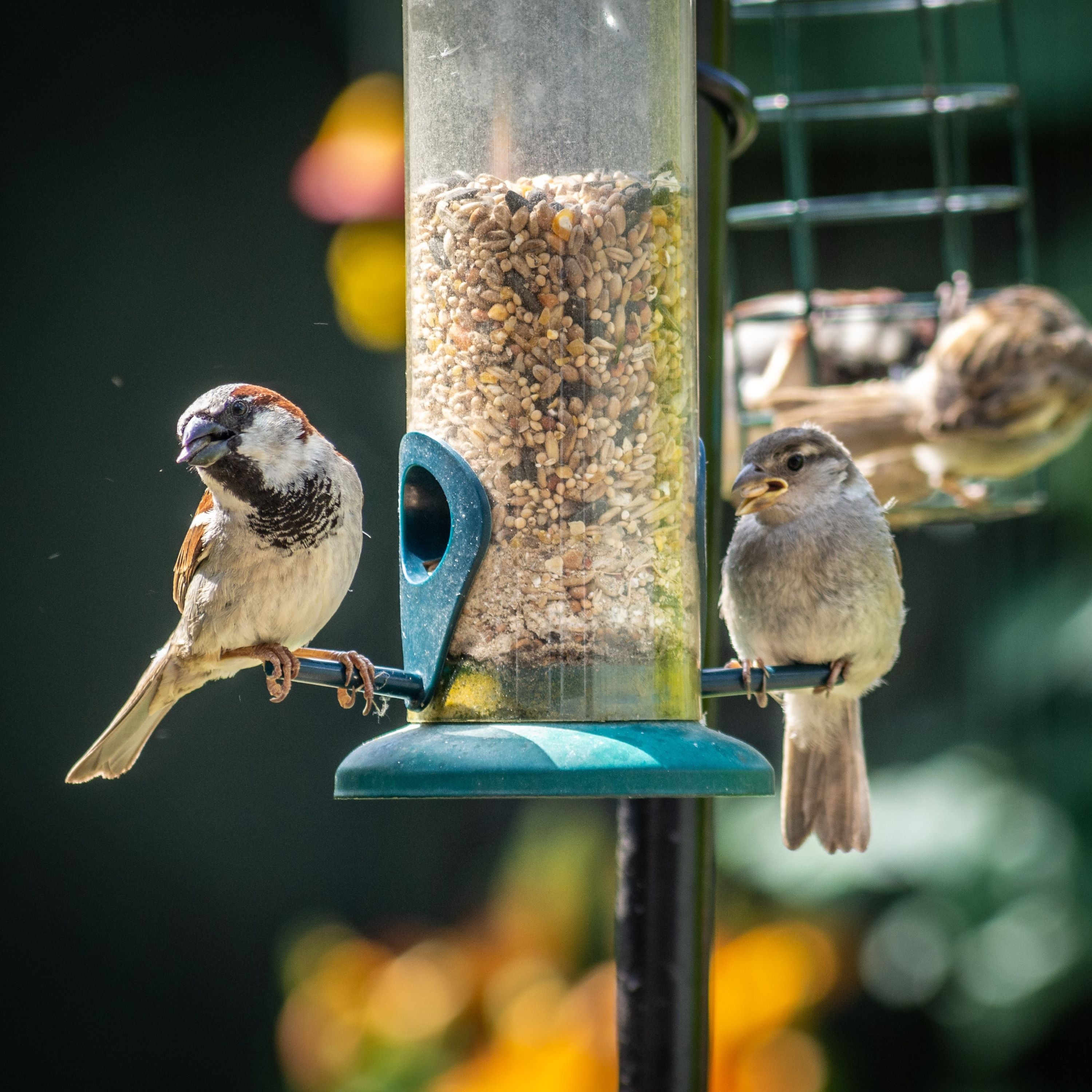 Garden Bird Feeders & Tables