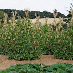 Bean Plants