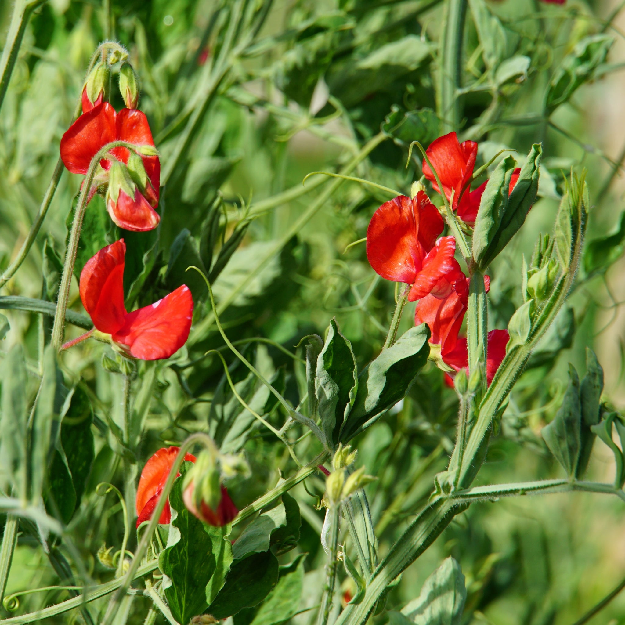 Sweet Pea Seeds | Buy Sweet Pea Seeds | Mr Fothergill's