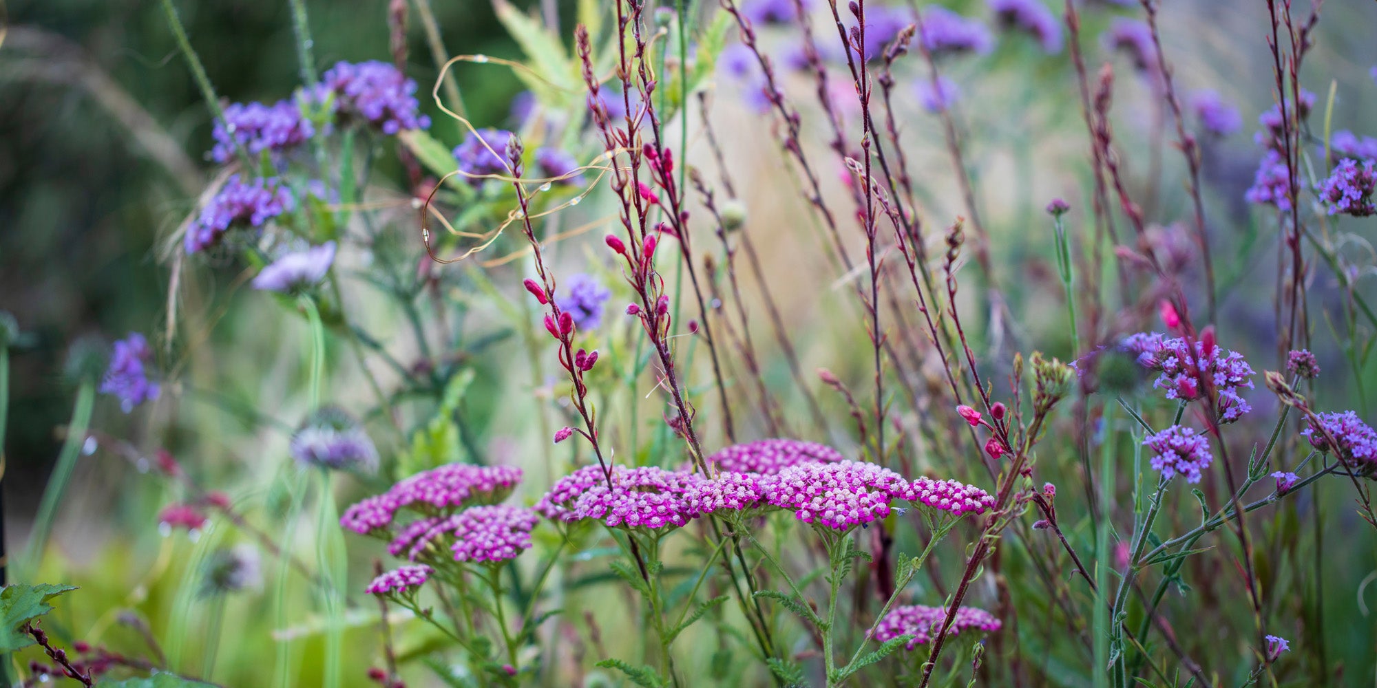 Buy perennial plant and get Darlac snips 50% OFF