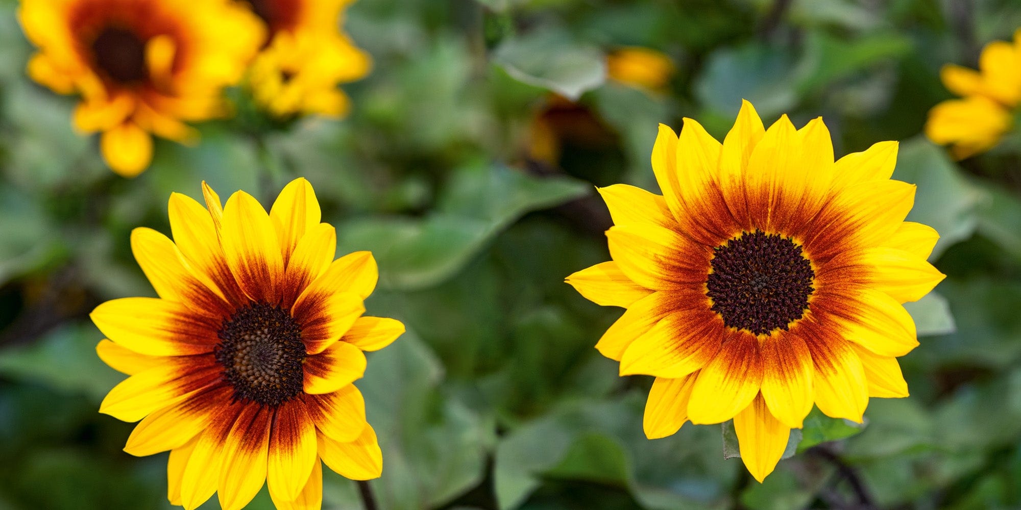 Sunflower Seeds