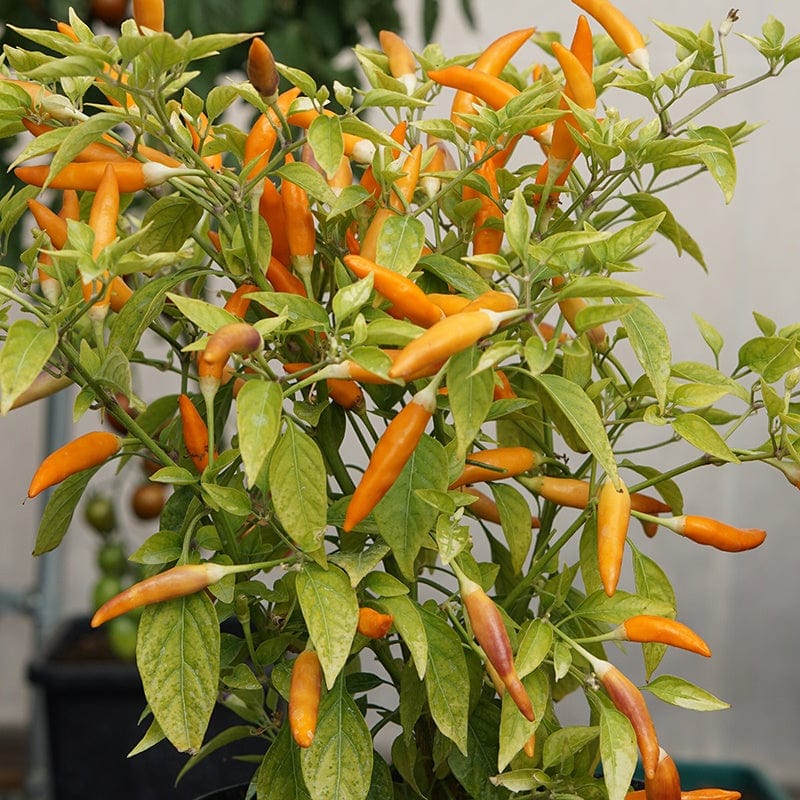 Pepper Seeds