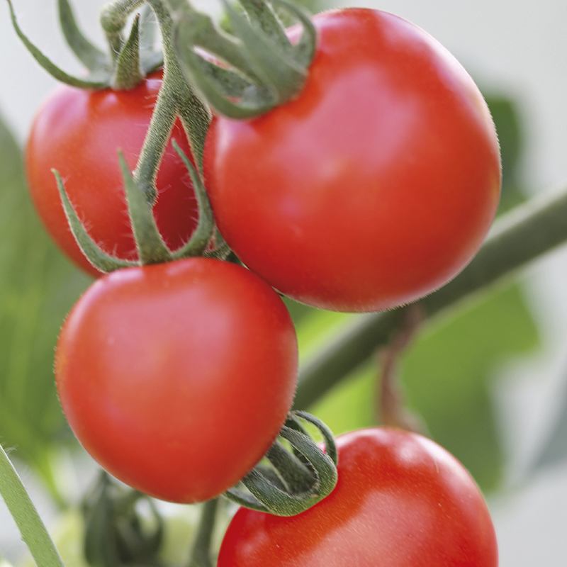 Tomato Seeds